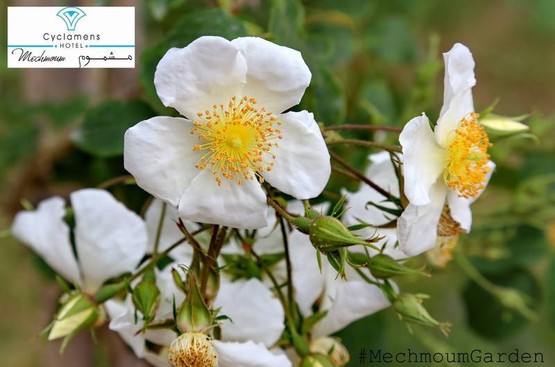 Cyclamens Mechmoum Hotel And Spa Хамамет Екстериор снимка