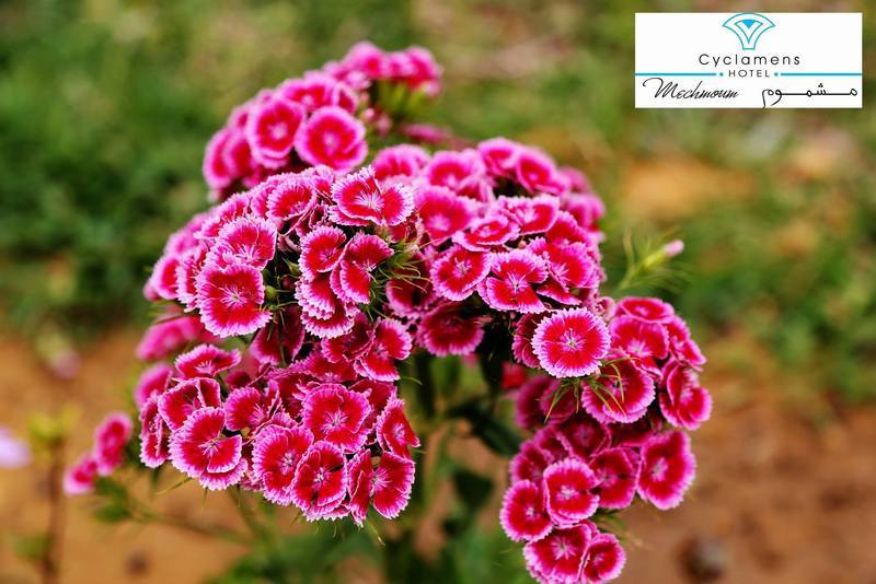 Cyclamens Mechmoum Hotel And Spa Хамамет Екстериор снимка